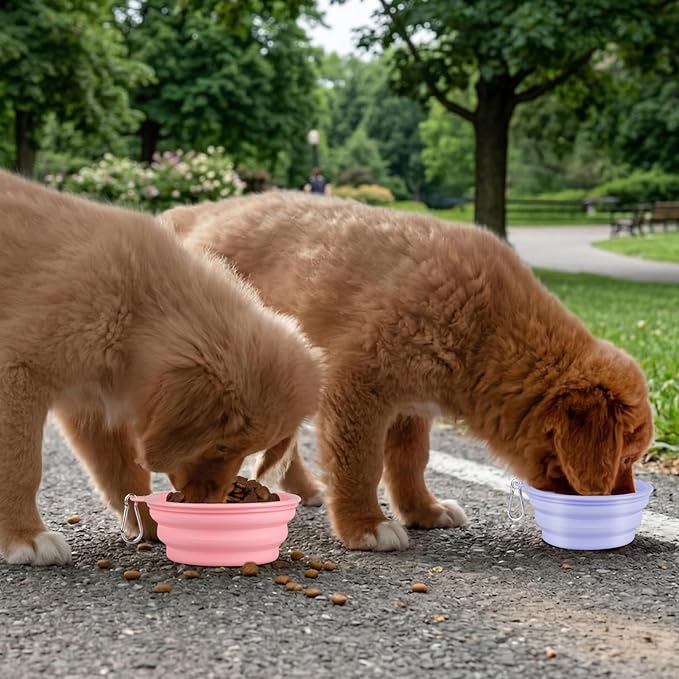 Collapsible Dog Bowl